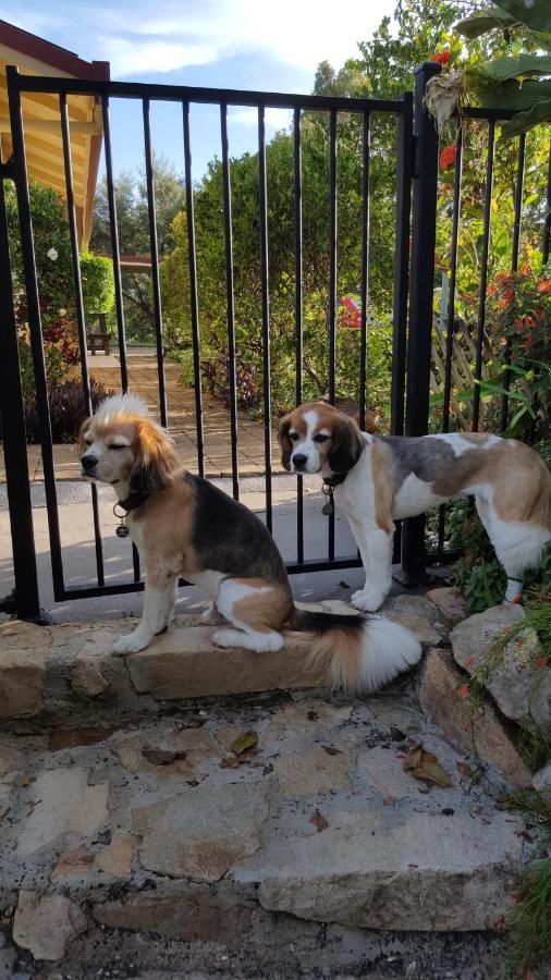 Tropical Coast Retreat - Pet Friendly - Adult Only Guest House Kingscliff Ngoại thất bức ảnh